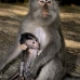 monkey_macaque_balinese_mf_ubud_v_1408_bal5129.jpg